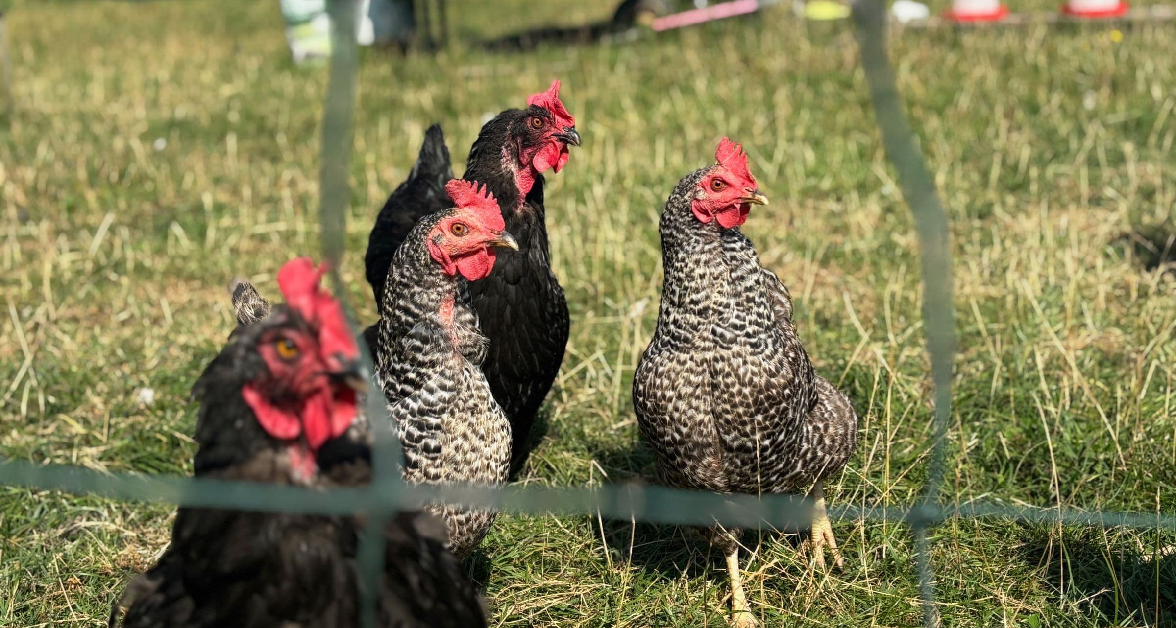 Drie kippen in het gras achter het hek, nieuwsgierig kijkend naar de camera.